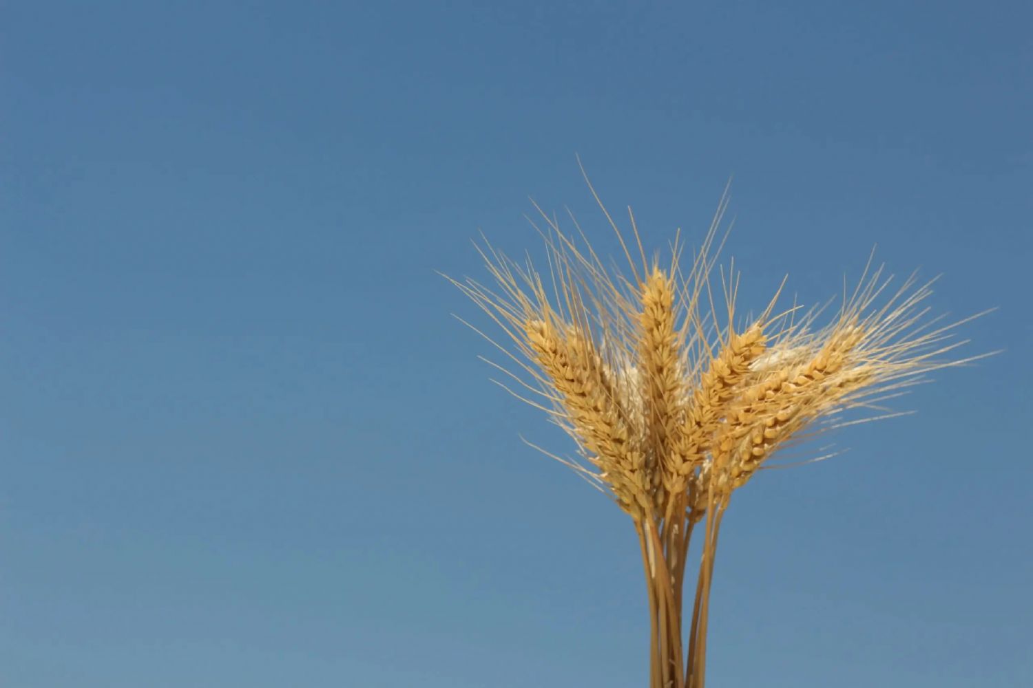 Lucilla Ekmeklik Buday