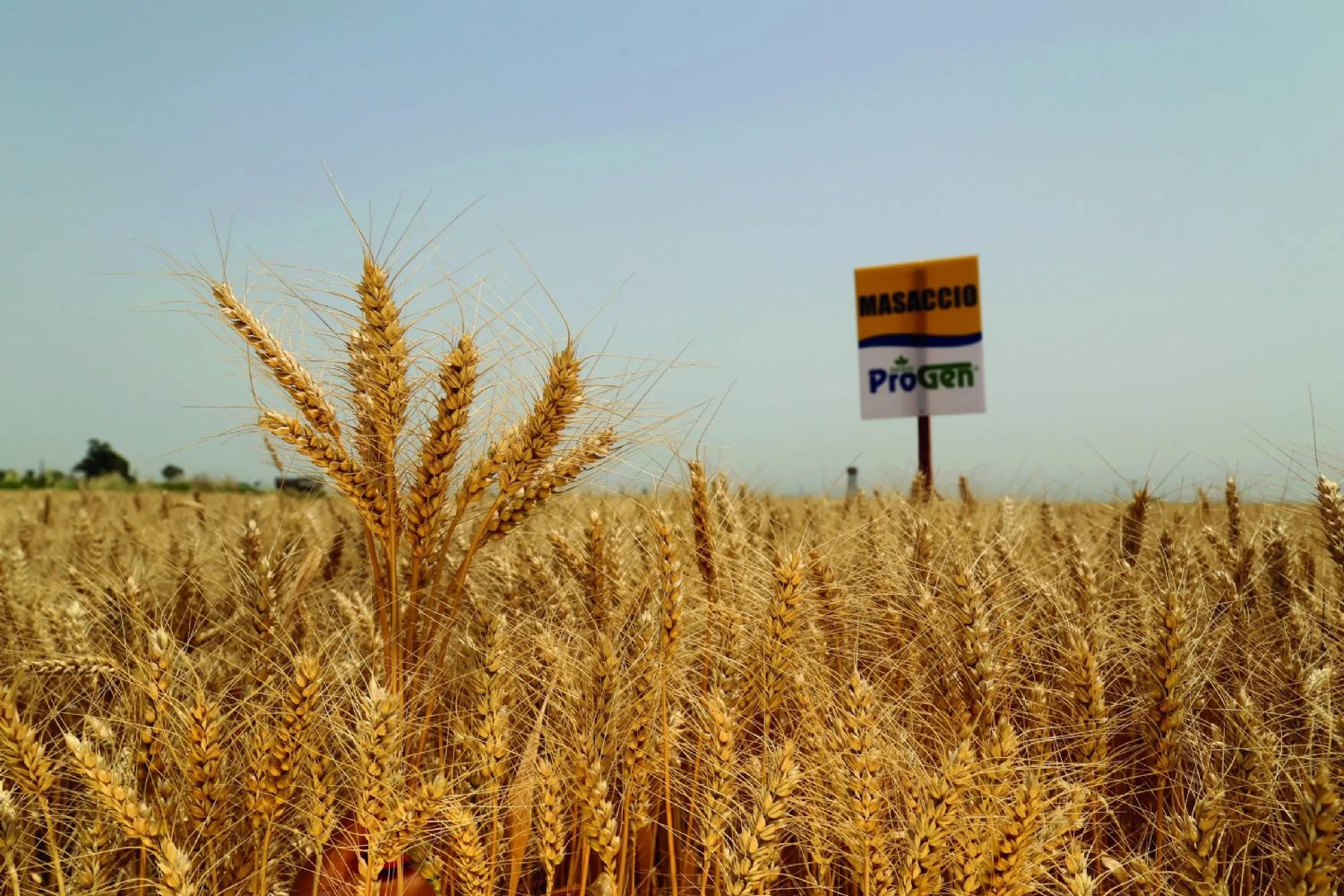 Masaccio Ekmeklik Buday