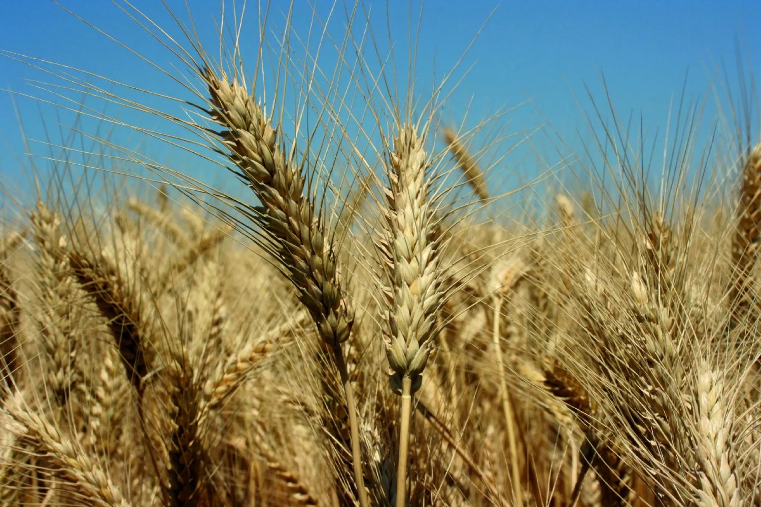 Midas Ekmeklik Buday