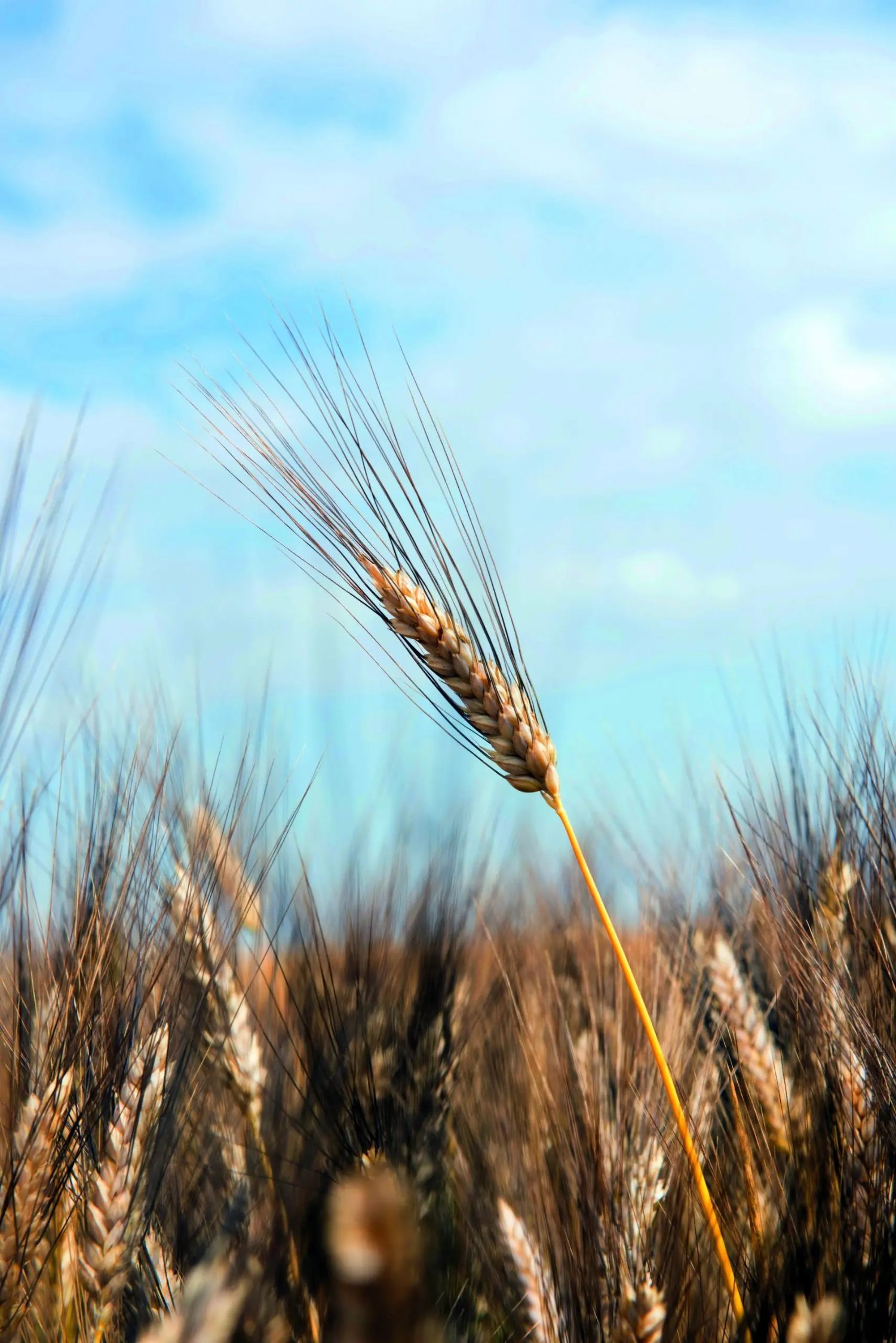 Ovidio Makarnalk Buday