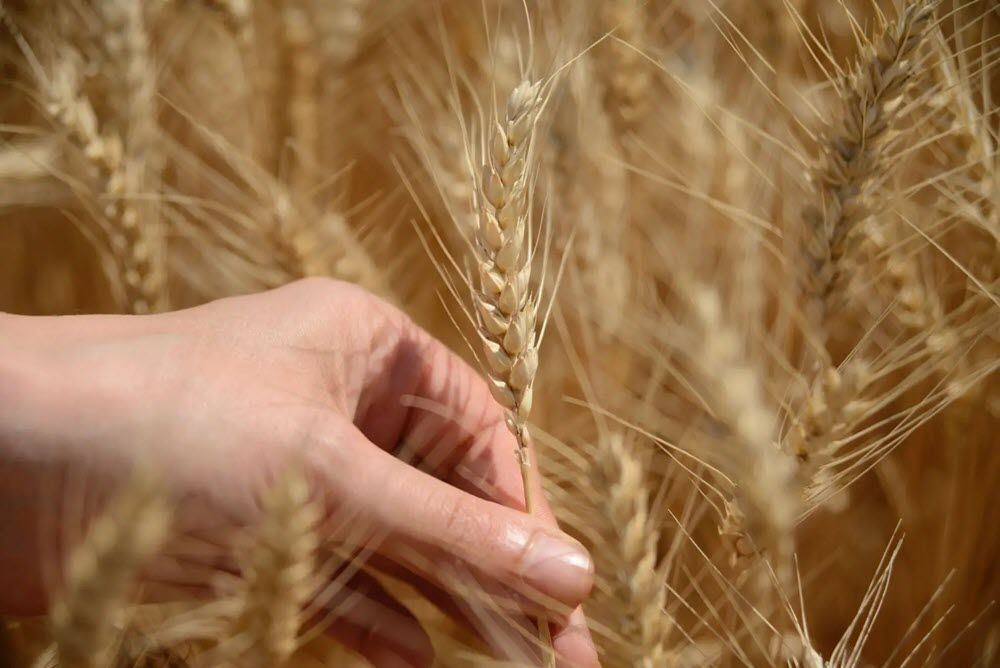 Alegrias Ekmeklik Buday