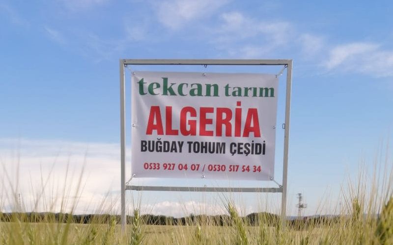 Algeri Buday Tohumu