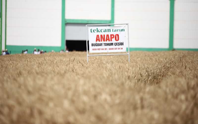 Anopa Buday Tohumu