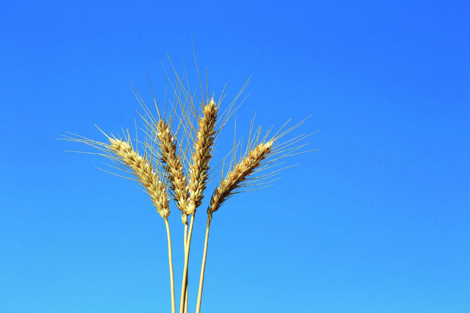 BeyazHan Ekmeklik Buday