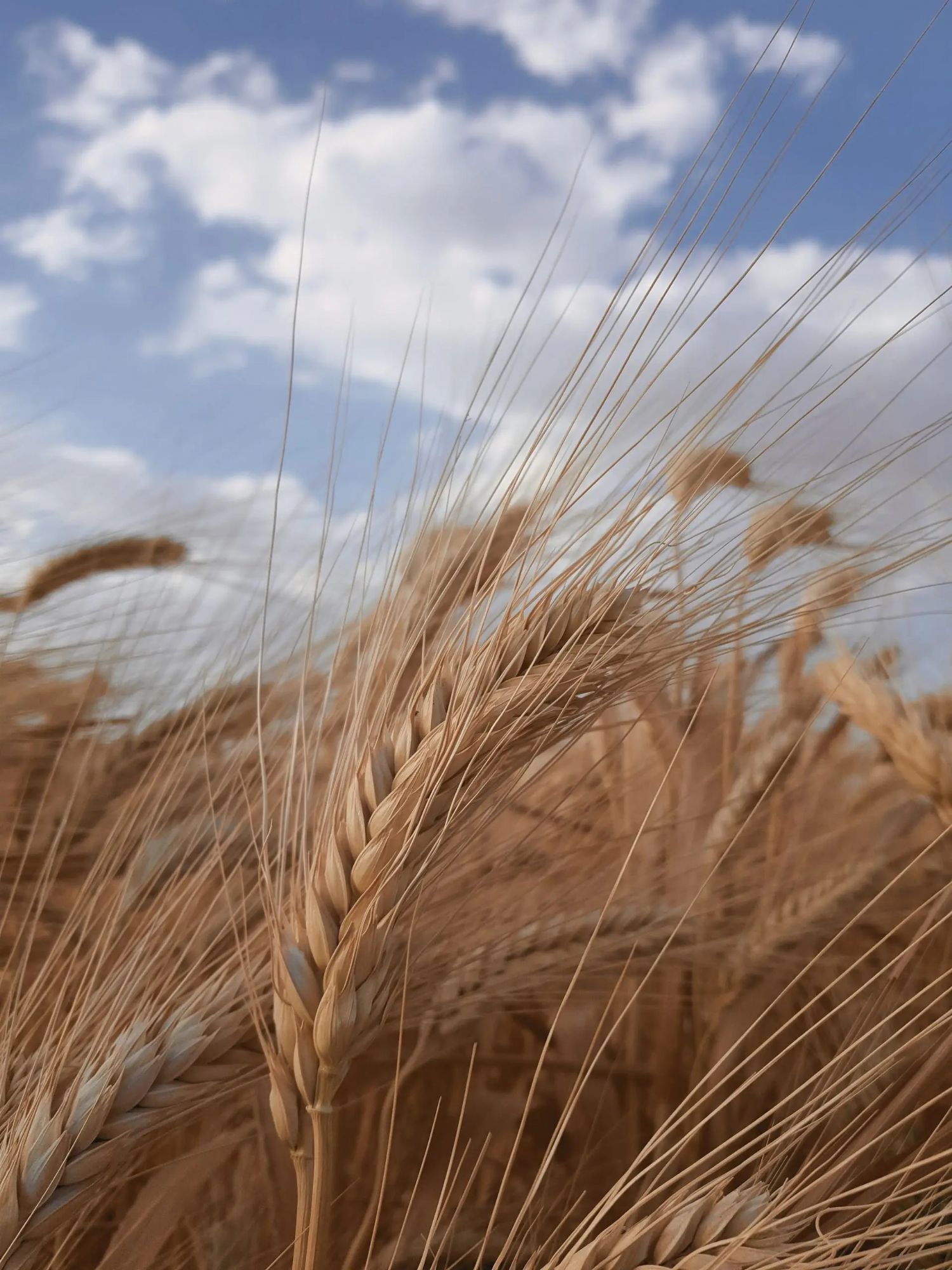 Cesare Makarnalk Buday