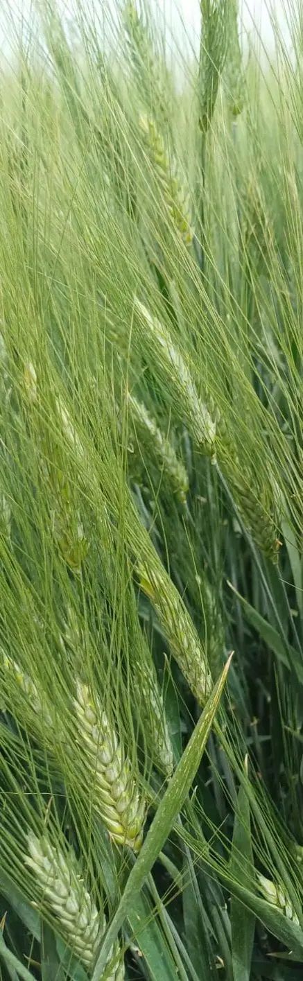 Durofinus Makarnalk Buday