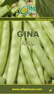 GINA Taze Fasulye Tohumu