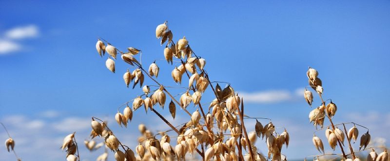 Kırklar Yulaf