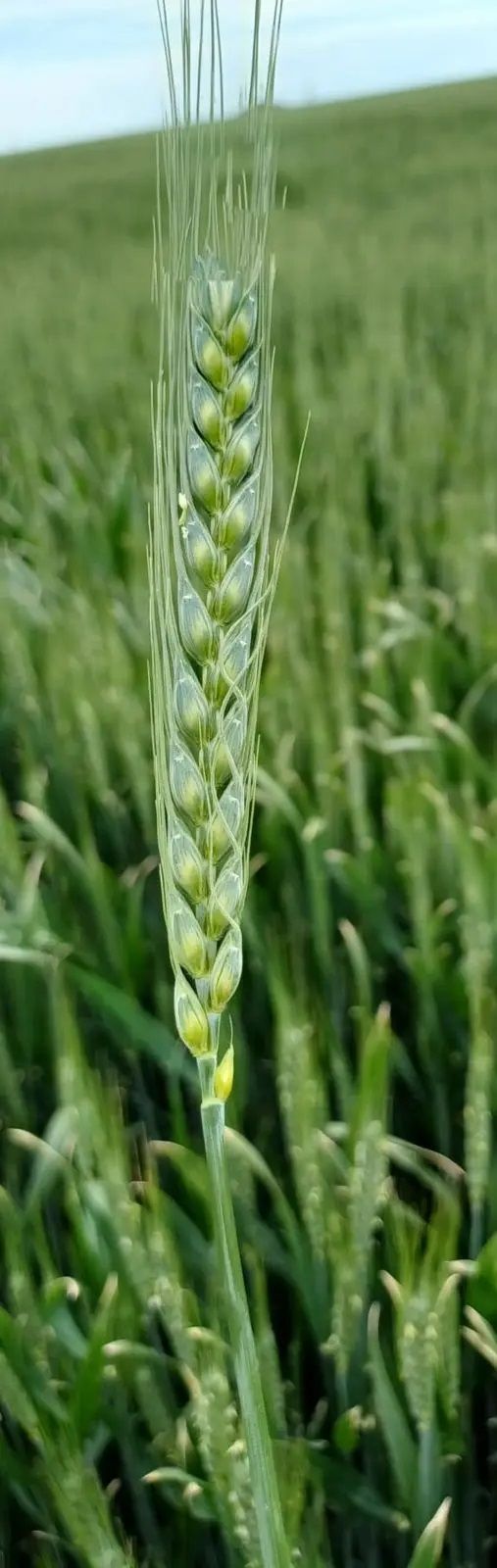 Mandarin Ekmekli Buday