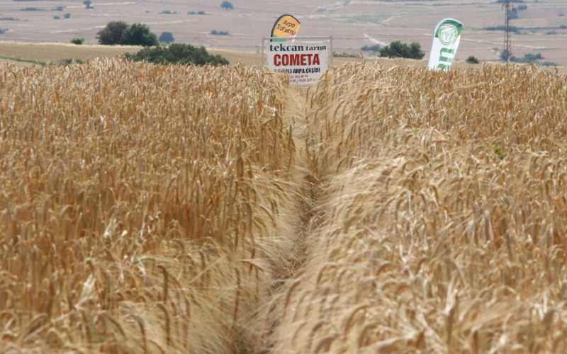 Cometa Arpa Tohumu