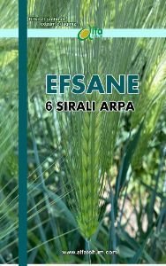 EFSANE 6 Sral Arpa Tohumu