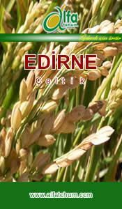 EDRNE eltik Tohumu