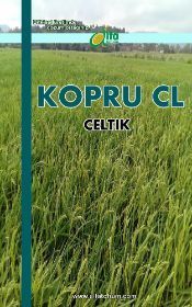 KÖPRÜ CL Çeltik Tohumu