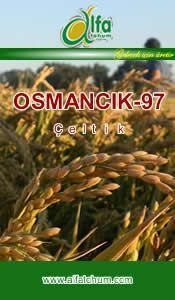 OSMANCIK 97 Çeltik Tohumu