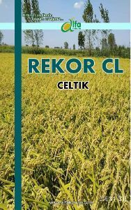 REKOR CL Çeltik Tohumu