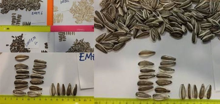 kon erezlik Ayiek Tohumu