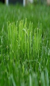 DACTYLIS GLOMERATA im Tohumu