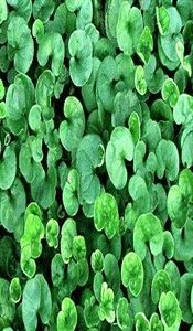 DICHONDRA REPENS im Tohumu