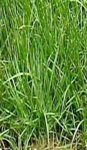 FESTUCA ARUNDİNACEA Çim Tohumu