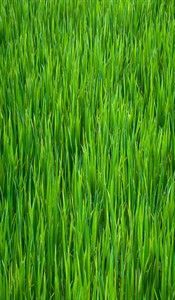 FESTUCA RUBRA im Tohumu