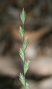 LOLIUM PERENNE im Tohumu