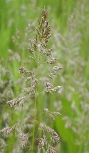 POA PRATENSIS im Tohumu