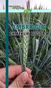 AMBROGO Ekmeklik Boday Tohumu