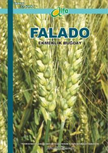 FALADO Ekmeklik Buday Tohumu