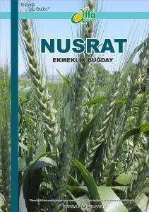 NUSRAT Ekmeklik Buday Tohumu