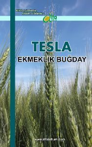 TESLA Ekmeklik Buday Tohumu
