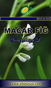 TARM BEYAZI 98 Macar Fiğ Tohumu