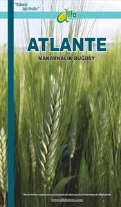 ATLANTE Makarnalk Buday Tohumu