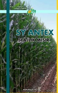 SY_ANTEX Mısır Tohumu