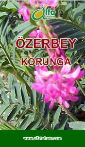ZERBEY Korunga Tohumu