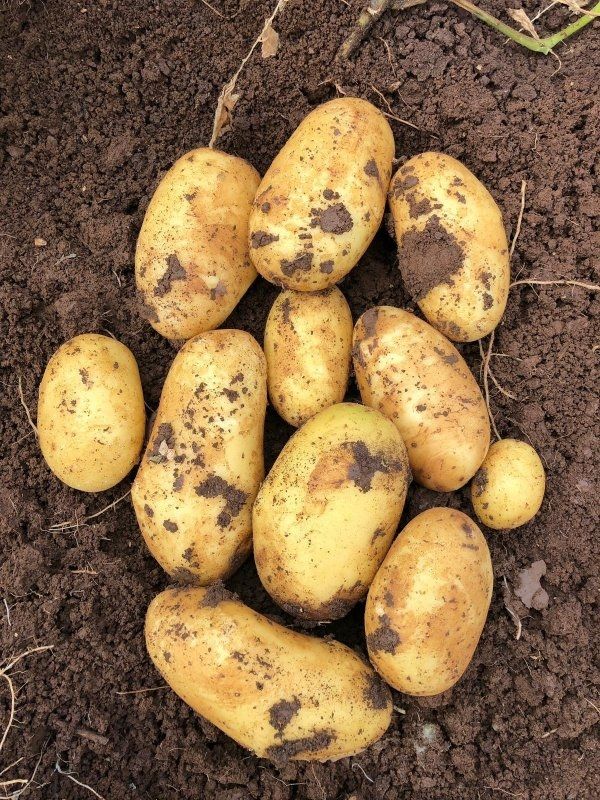 Patates Tohumu