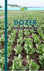 DOZER Şeker Pancarı Tohumu
