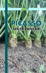 PİCASSO Şeker Pancarı Tohumu