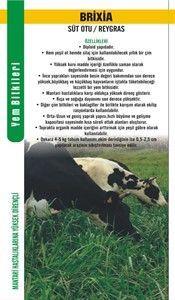 BRIXIA Süt Otu Tohumu