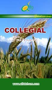 COLLEGİAL Triticale Tohumu