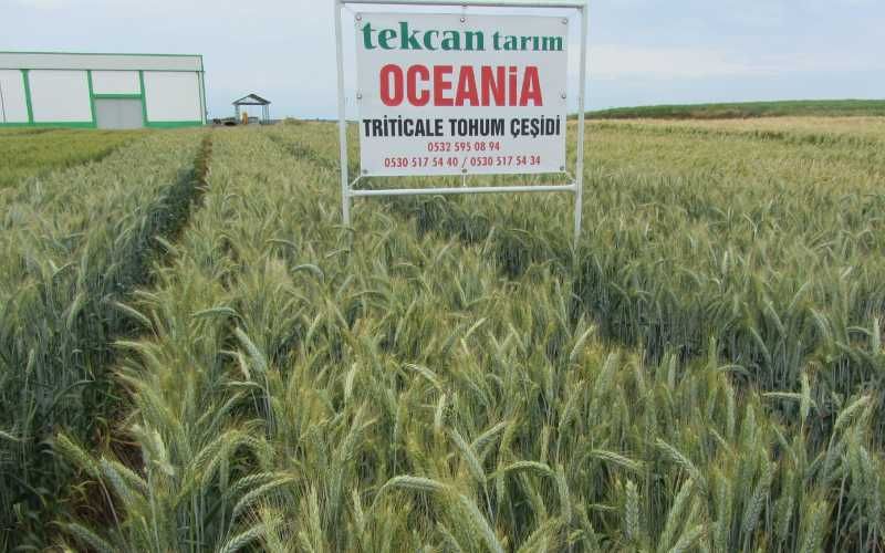 Oceania Tritikale Tohumu
