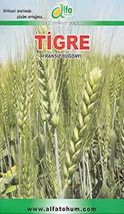 TİGRE Ekmeklik Buğday Tohumu